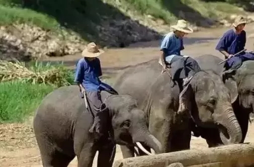 ȫ�彫ֹͣľ�Ŀ���������ľ��ذ��ӭ���Ǽ۳���