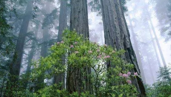 ���Եذ山��Ӳľ��Ʒ���� ����һ�����㾪ϲ��